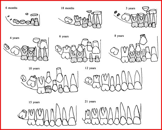 Archaeological diagram to help define the age of a skeleton based on dental development.