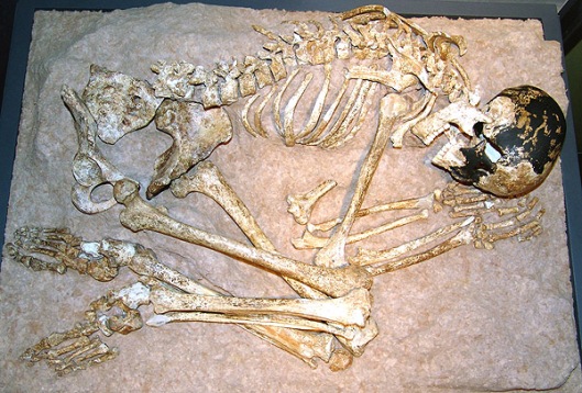 The skeleton of the Magdalenian Woman as displayed in the Lascaux exhibit.